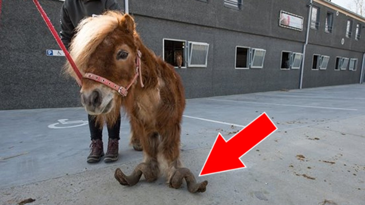 Das Pony wurde so schlimm misshandelt, dass es nicht mehr richtig laufen kann. Doch dann...
