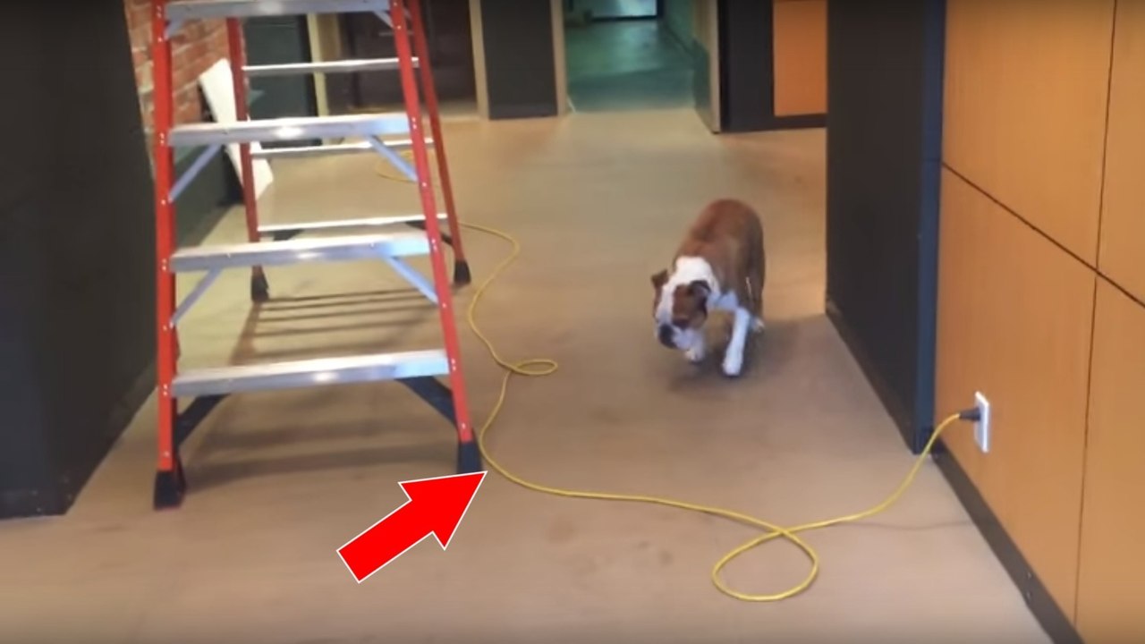 Er hat große Angst vor Bauarbeiten. Schau, wie er die Kabel überquert!