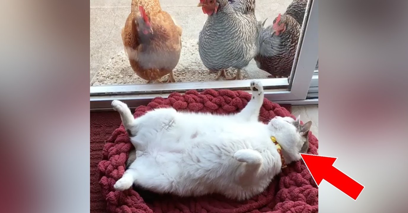 Die Hühner picken ganz aufgeregt an die Scheibe, doch Kater Scruffles...