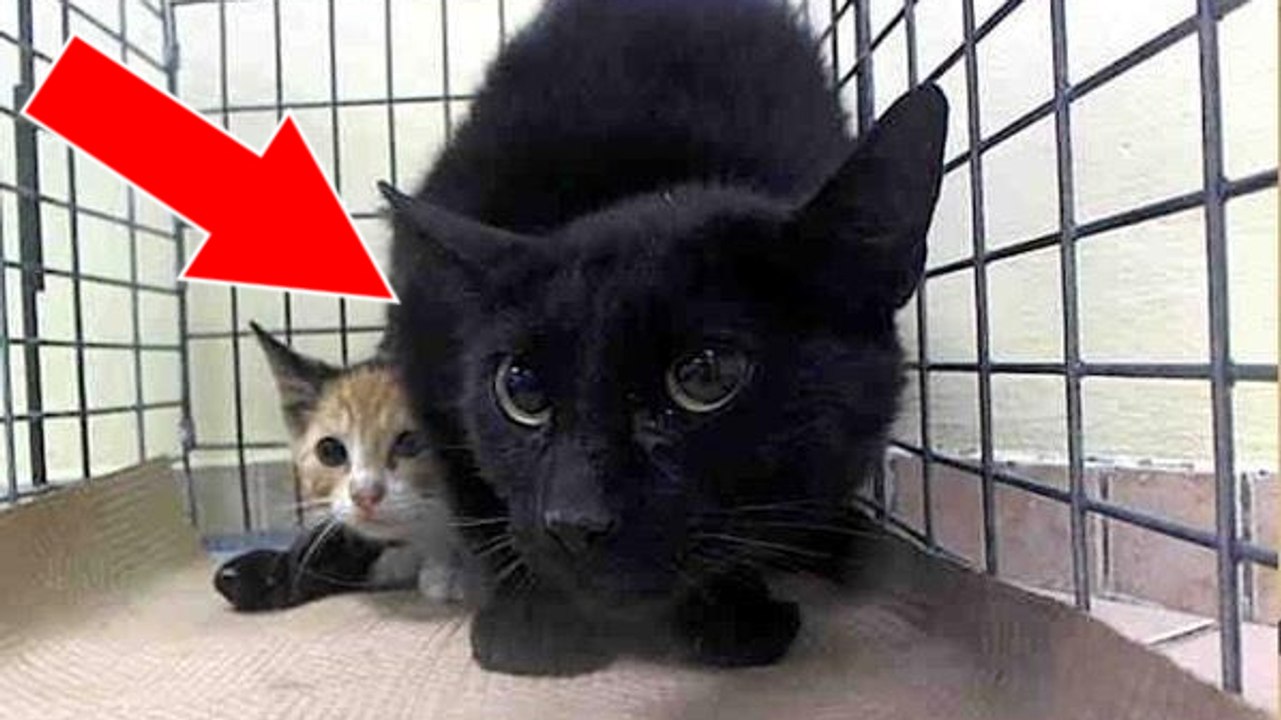 Niemand wollte diese verängstigte schwarze Katze... Es ist herzzerreissend, warum sie so verängstigt war!