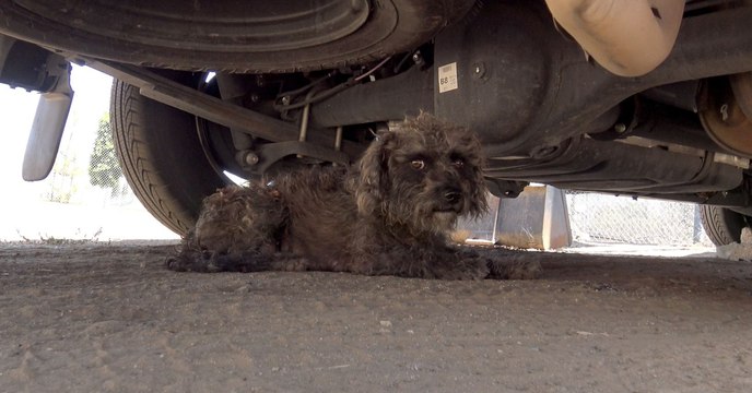 Er versucht, die Hündin zu retten - doch sie hat ein großes Geheimnis!