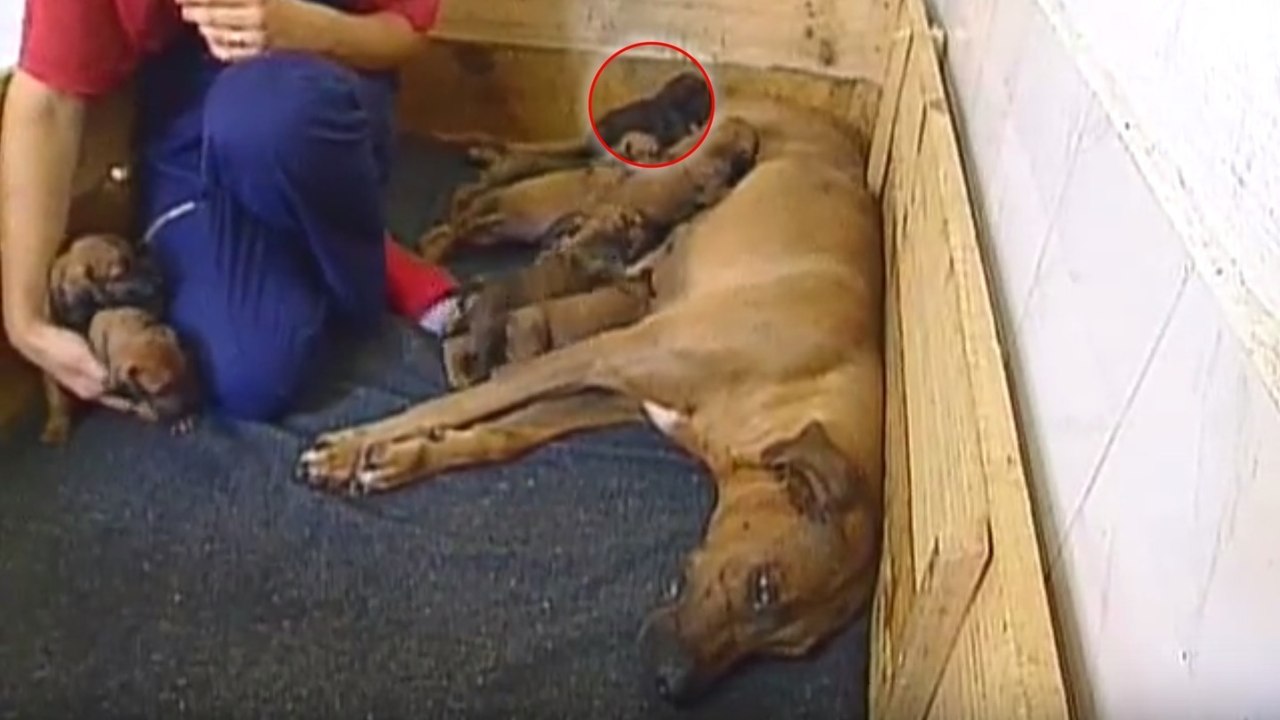Nach ihrem Wurf adoptiert diese Rhodesian-Ridgeback-Hündin noch ein kleines Panther-Baby