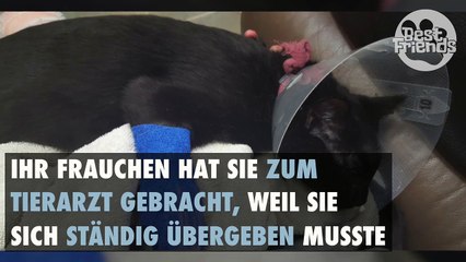 Diese Katze musste in die Notaufnahme, weil sie ein ganz banales Objekt verschluckt hat