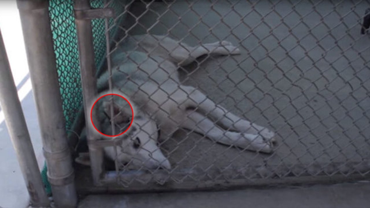 Verletzter und traumatisierter Husky: Sein Chip im Ohr zeigt die traurige Wahrheit!