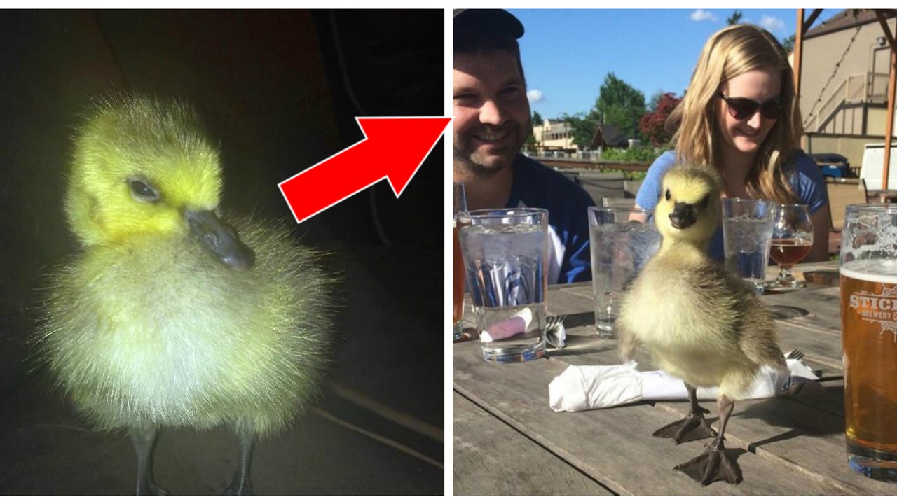 Diese kleine Wildgans wäre ohne die Hilfe dieses Mannes ertrunken... Ihre Reaktion ist unerwartet und herzerwärmend!