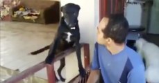Bei der Reaktion seines Hundes auf die Standpauke kann er sich nicht mehr halten
