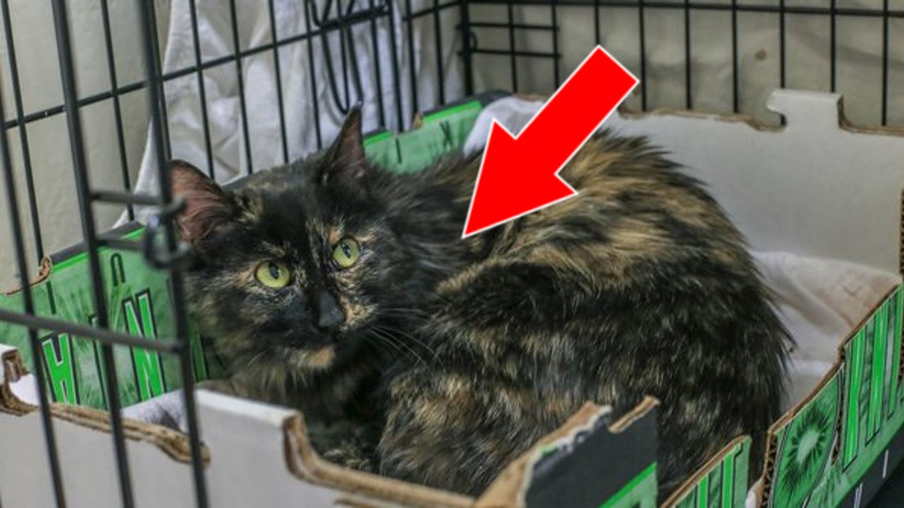 Eine Katzenmama beschützt ihr überlebendes Baby, bis endlich Hilfe eintrifft