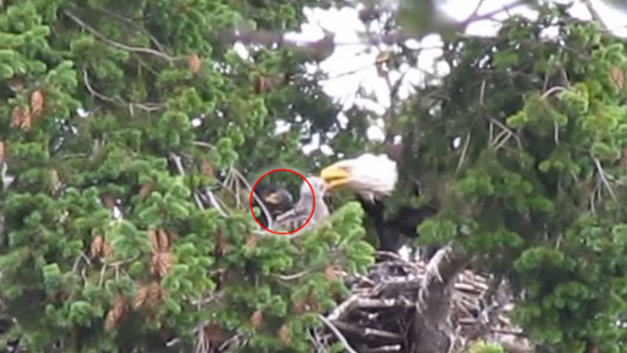 Ein Falkenküken als unerwarteter Gast im Nest einer Weißkopfseeadlerfamilie