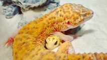 Kohaku, der Gute-Laune-Gecko im Netz und sein Mini-Plastikspielzeug!
