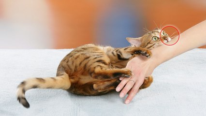 Bestimmte Katzenkrankheit ist auch für uns Menschen eine Gefahr