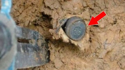 Diese Spinne sieht seltsamerweise aus wie eine Münze