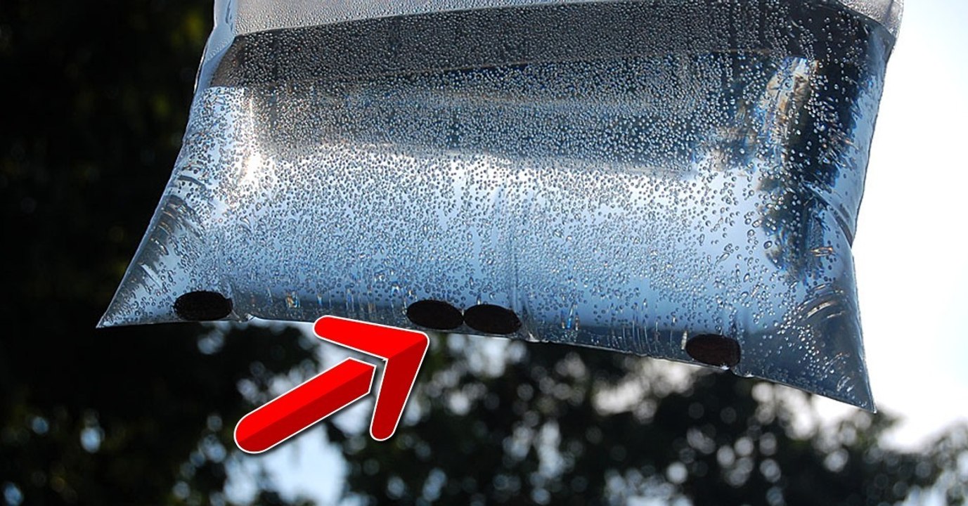 So lassen sich auf ganz natürliche Weise Fliegen vertreiben