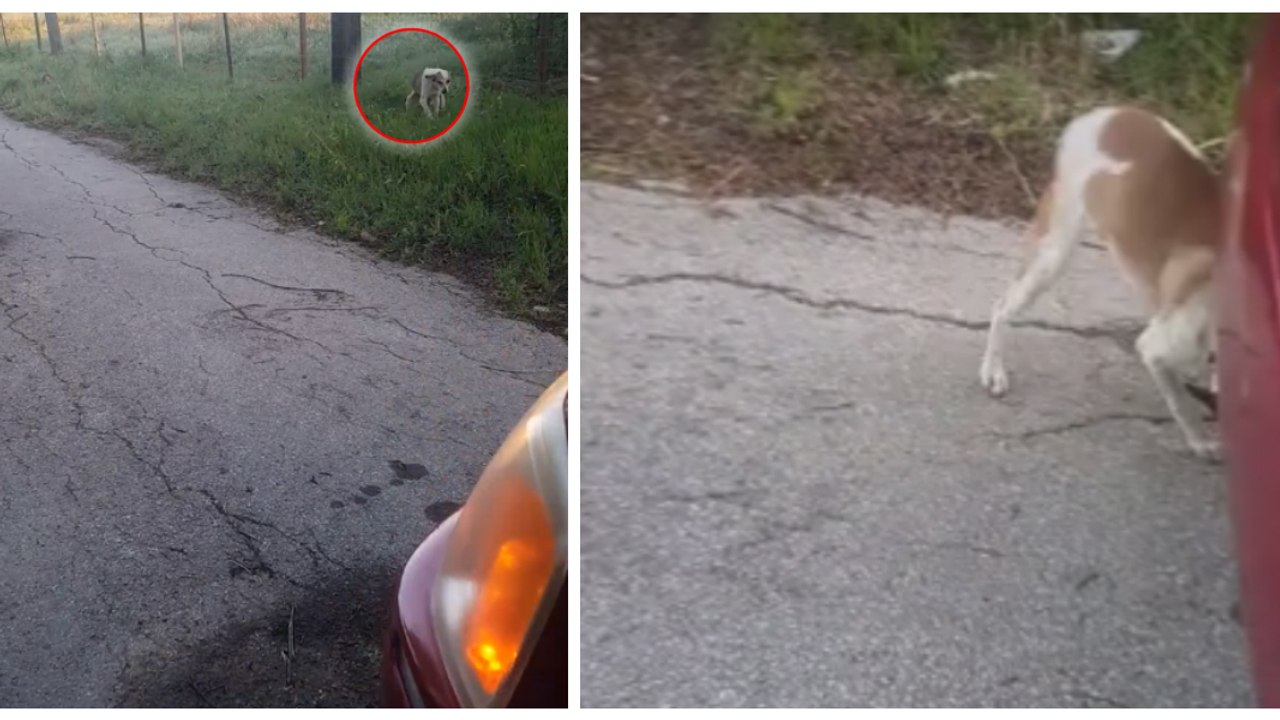 Sie findet ein bewegungsloses Tier am Straßenrand. Was sie entdeckt, als sie anhält, erschüttert sie zutiefst!