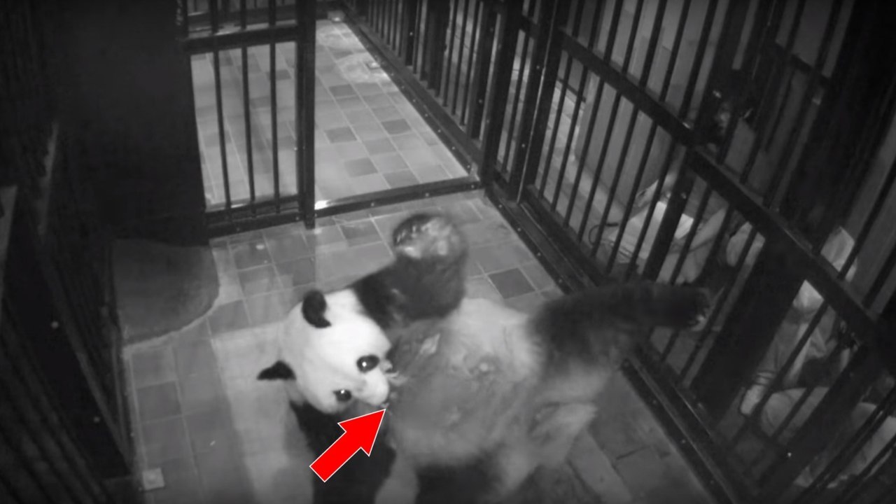 Sensationelle Geburt eines seltenen Riesenpandas im Tokioter Zoo