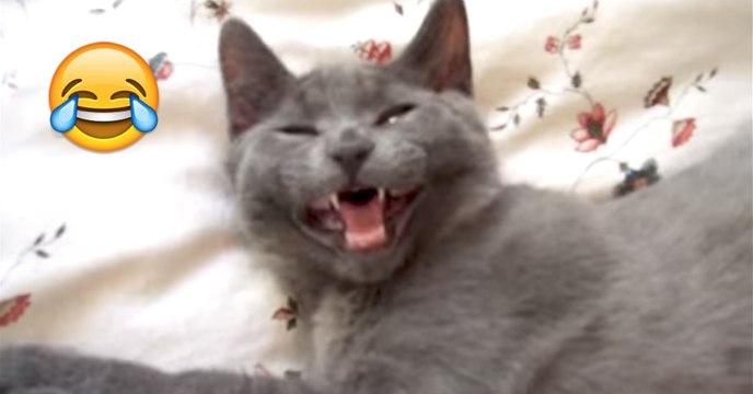 Ihre Katze möchte nicht aufstehen und gibt ihr die beste Antwort, die eine Katze geben kann!