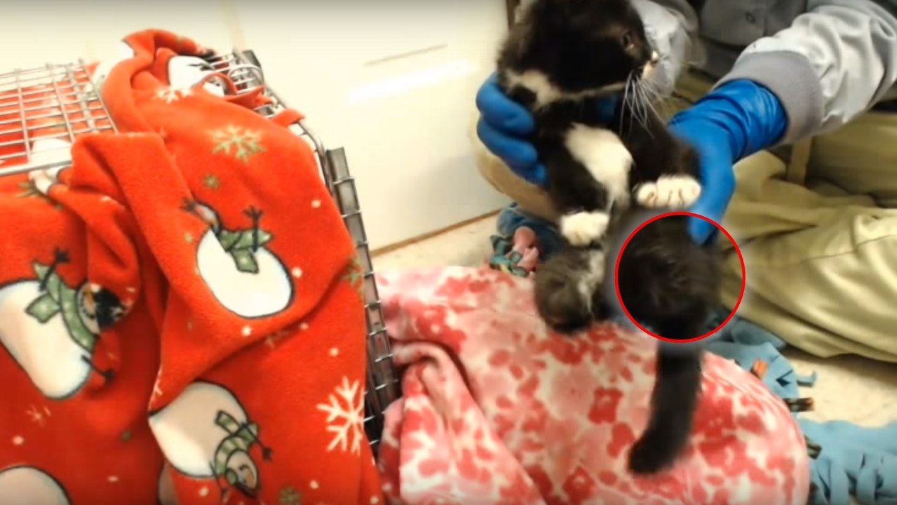 Ein Kätzchen, dem die Hinterbeine amputiert werden musste, lernt schließlich doch noch laufen