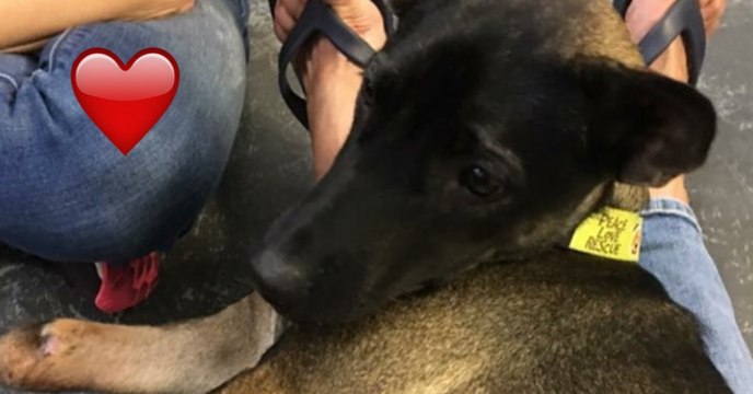 Als er diesem kleinen, beinlosen Hund begegnet, tut er etwas unglaublich Warmherziges und verändert sein Leben für immer!