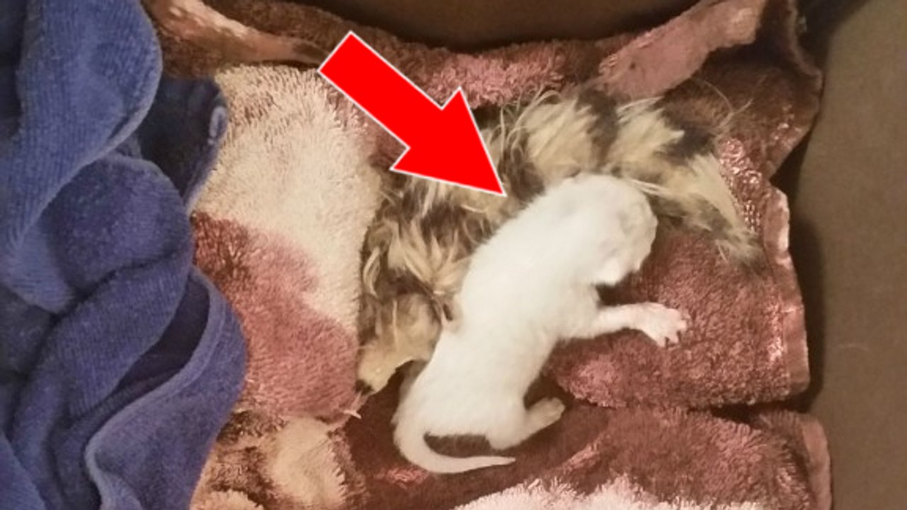 Niemand wollte sich dem kleinen, ausgesetzten Ding nähern, doch dann kommt sie und entdeckt...