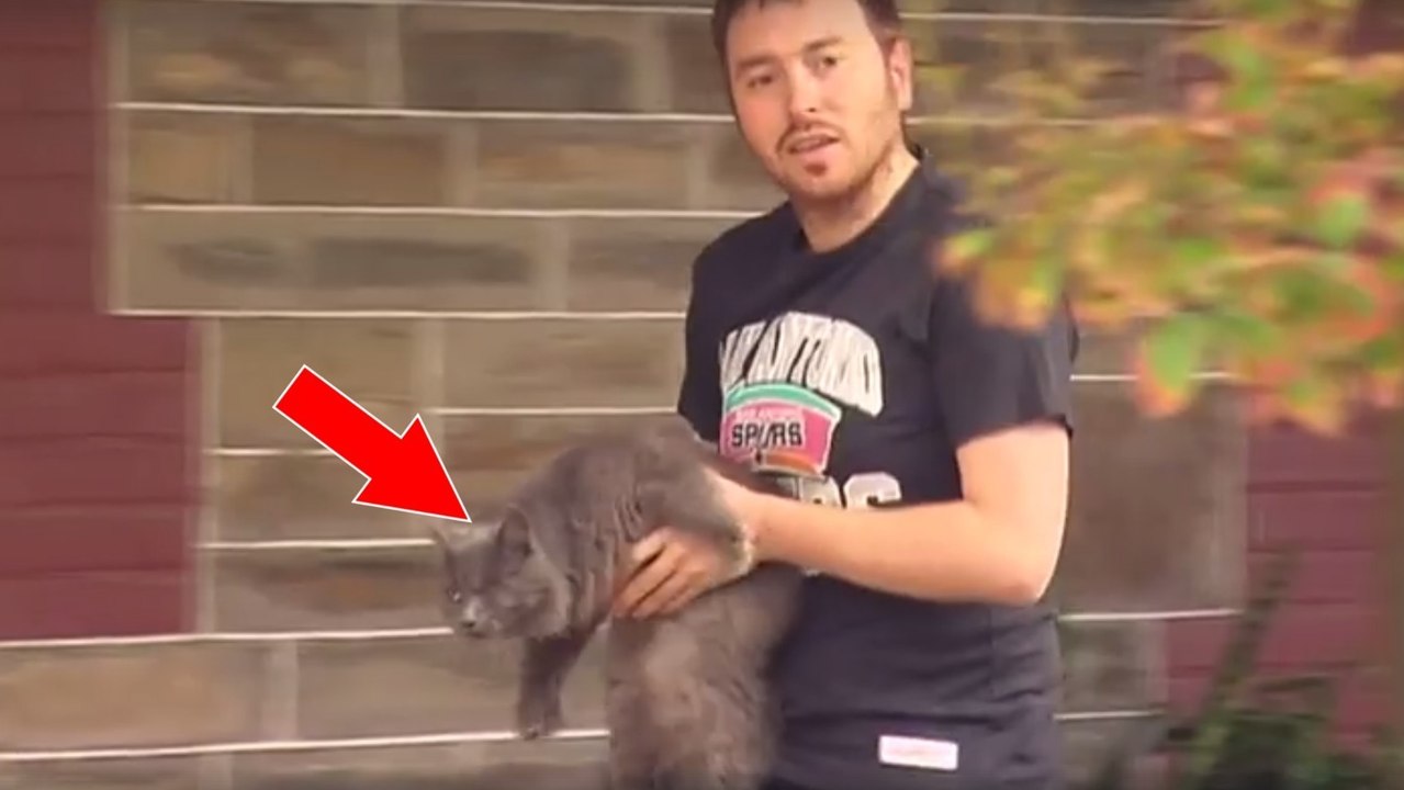 Ein einäugiger Kater schlägt Alarm, als bei seinem Retter eingebrochen wird