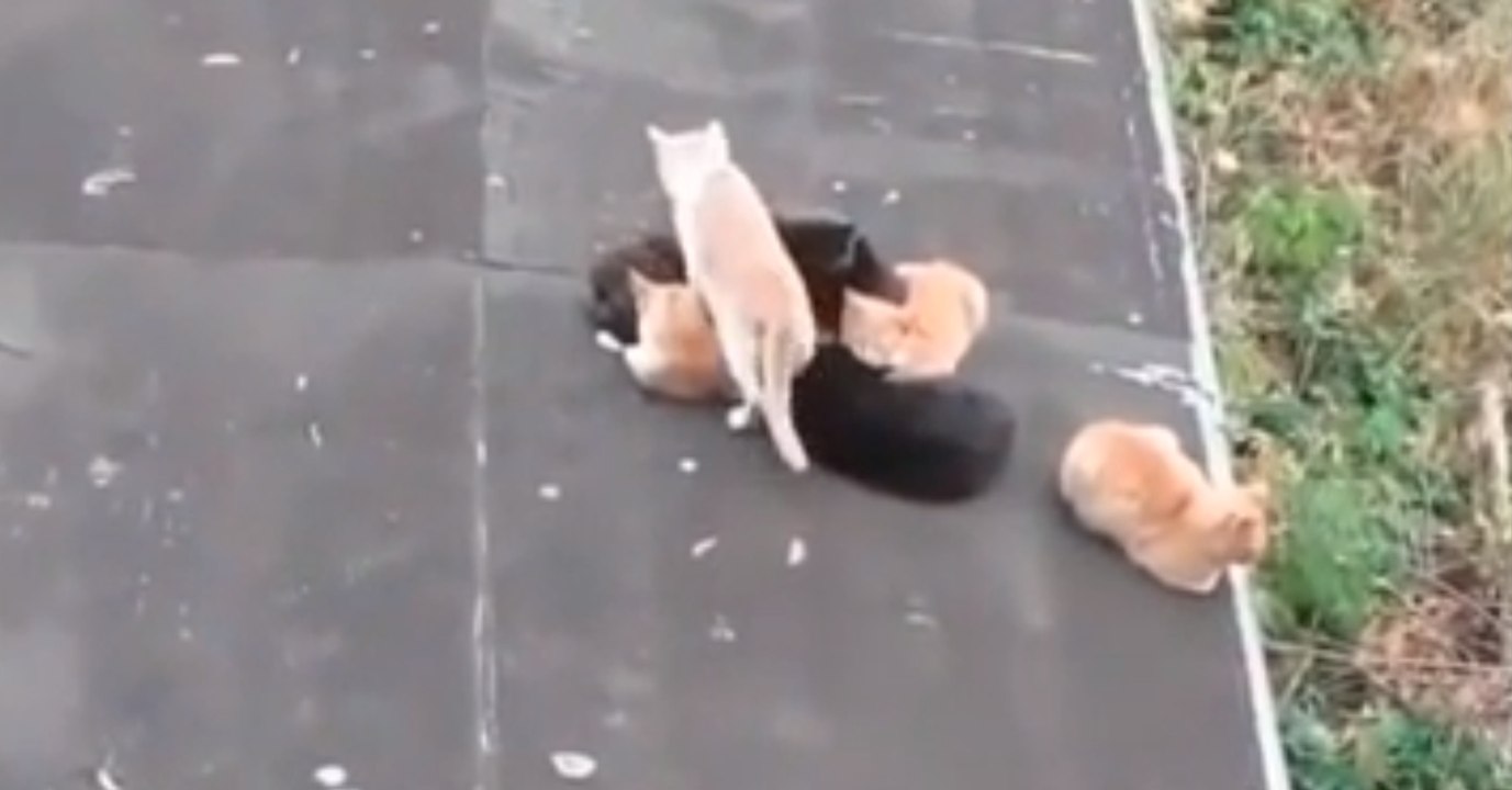 Das Kätzchen sucht seine Geschwister und findet sie auf der Straße liegend