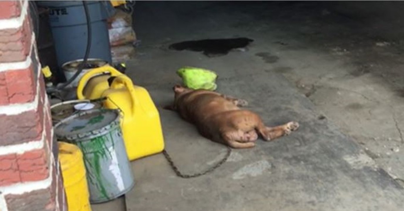 Diese Hündin war 8 Jahre lang auf kaltem Betonboden angekettet... Inzwischen weiß sie, was ein schöner Schlafplatz ist!