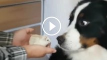 Die Reaktion und die Mimik dieses Hundes gegenüber einem kleinen Hamster belustigen das Netz