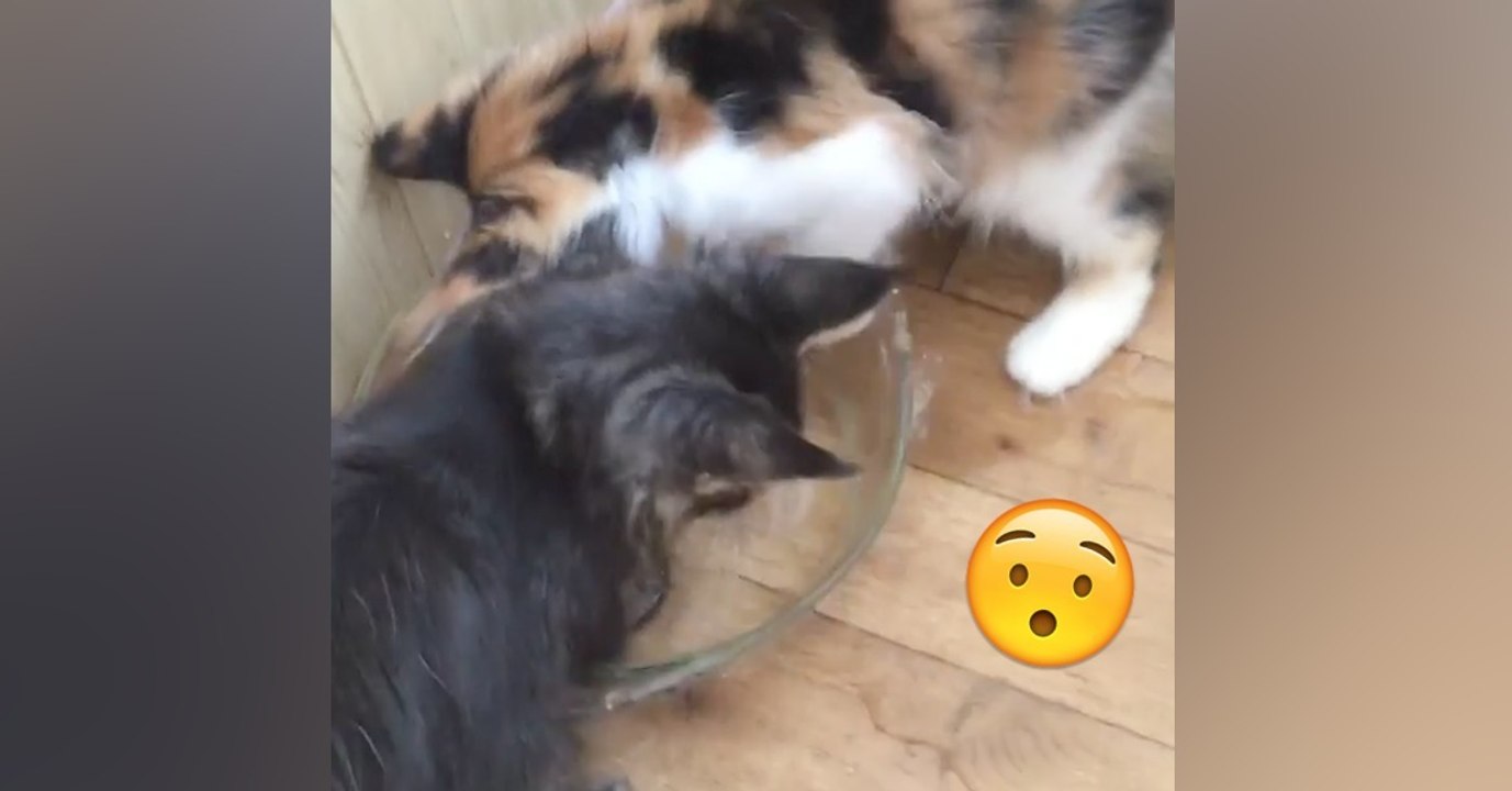 Sie geht kurz aus dem Zimmer, als sie wiederkommt, entdeckt sie ihre Fellknäuel beim...