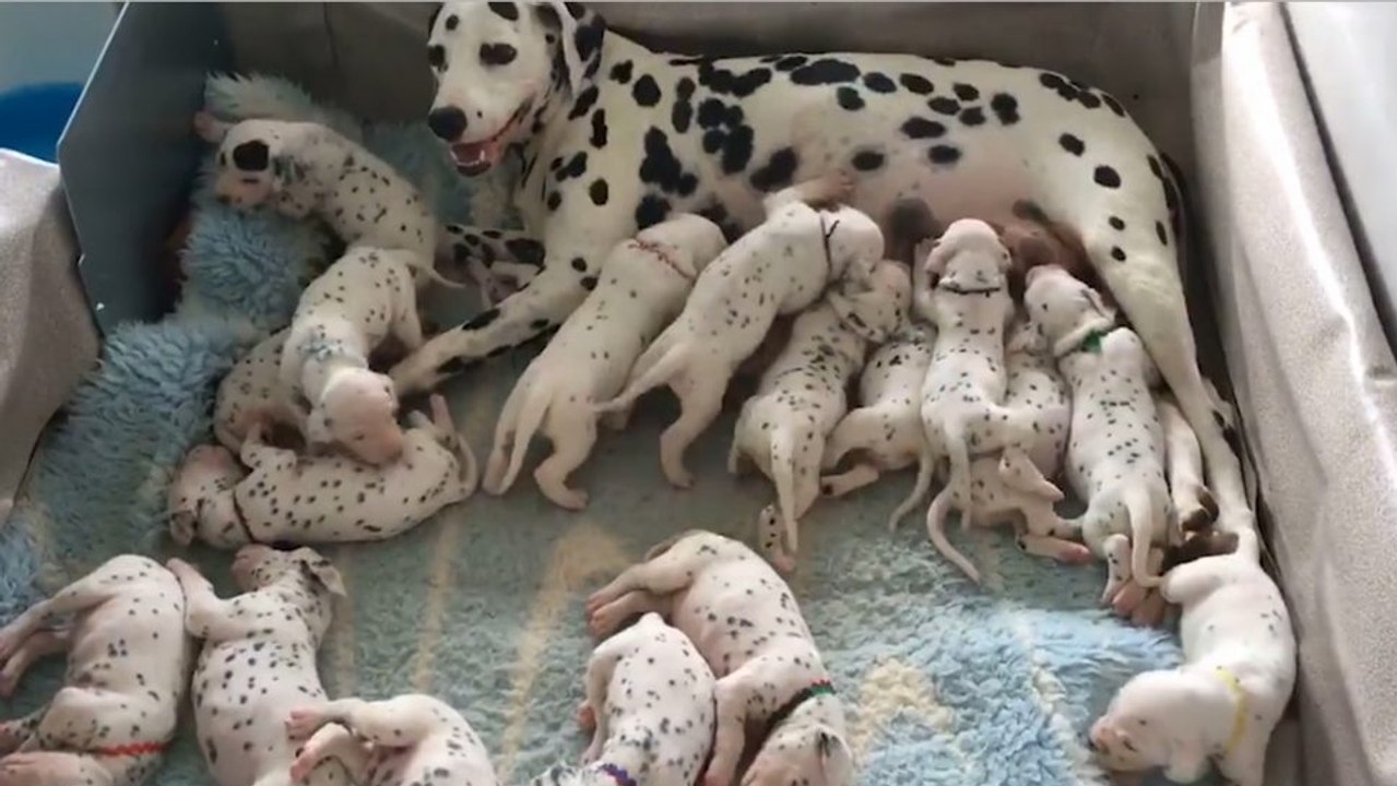 Als die Geburt naht, passiert für diese Dalmatiner-Dame nichts, wie vorhergesehen!