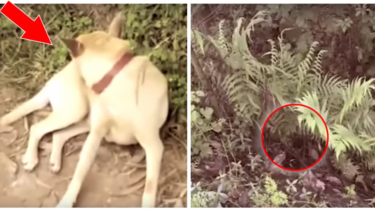 China: Ein Hund findet ein lebendig begrabenes Baby