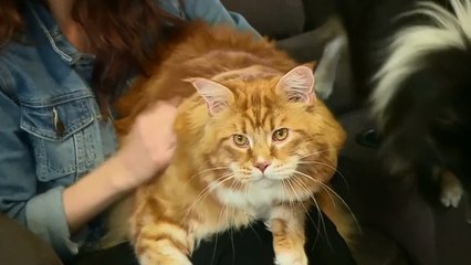 Download Video: Das ist Omar, der neue Herausforderer für den Titel der größten Katze der Welt!