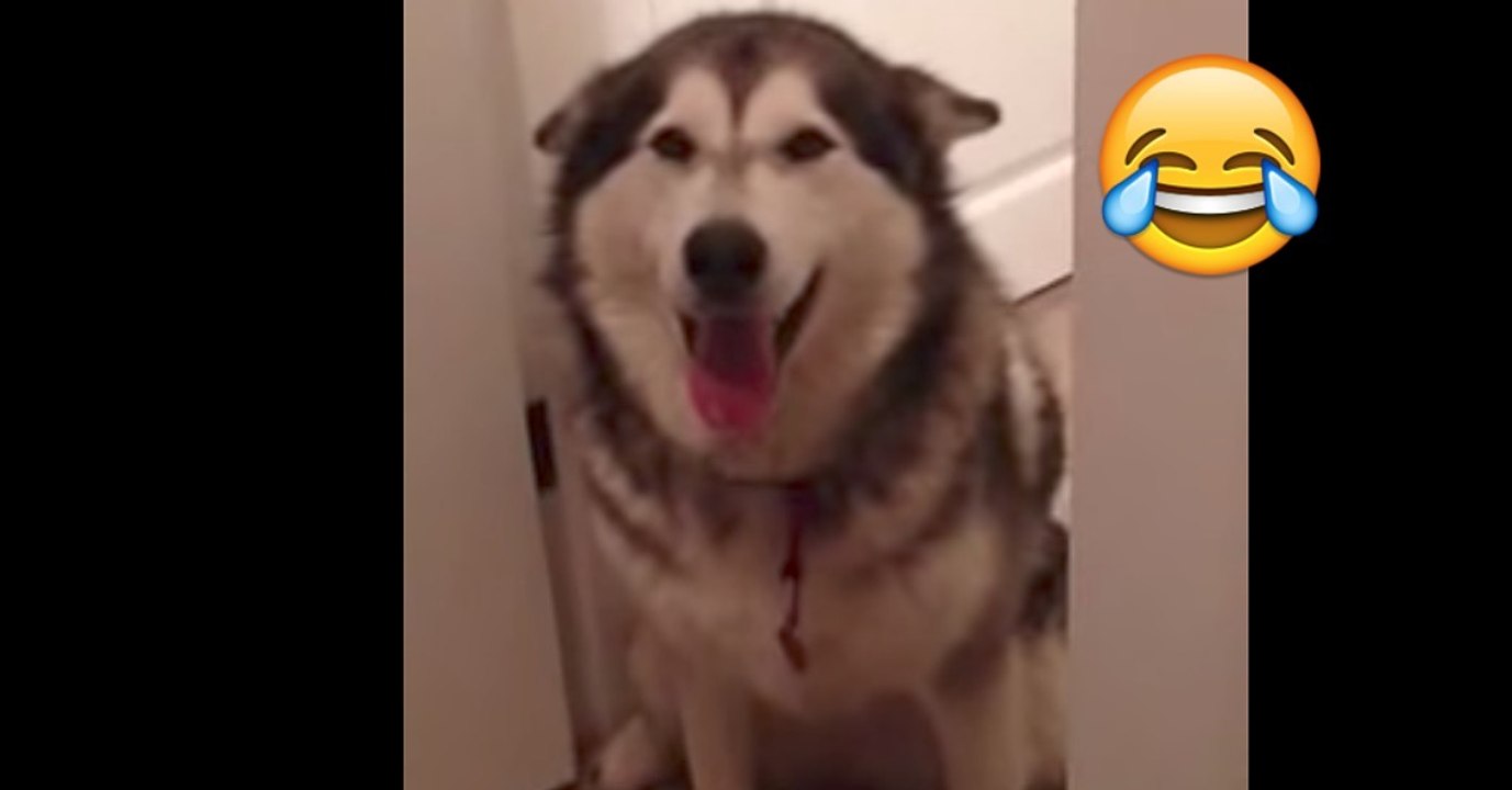Die Huskydame Emma möchte nicht in die Badewanne und lässt ihr Frauchen das auch lautstark verstehen!