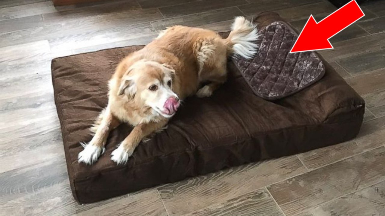 Dieser Hund liebt einfach sein neues Kissen!