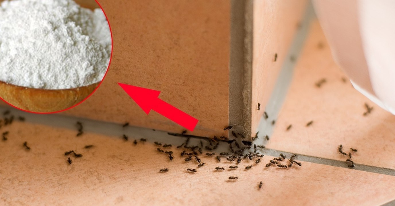 So bekommst du ganz einfach Ameisen aus dem Haus. Es braucht nicht viel!
