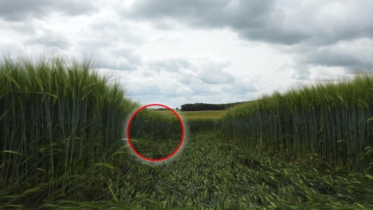 Crézancy-en-Sancerre, Frankreich: Kornkreise im Departement Cher entdeckt ...