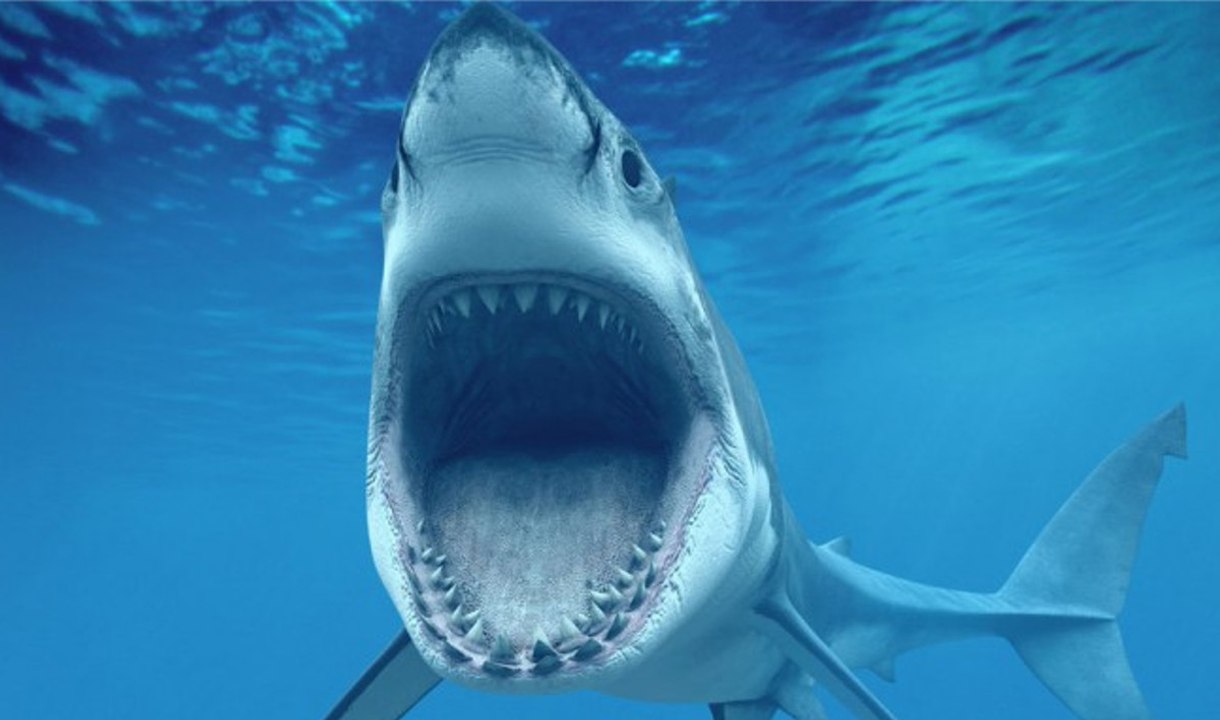 Das ist der Grund dafür, warum du niemals einen weißen Hai im Aquarium sehen wirst!