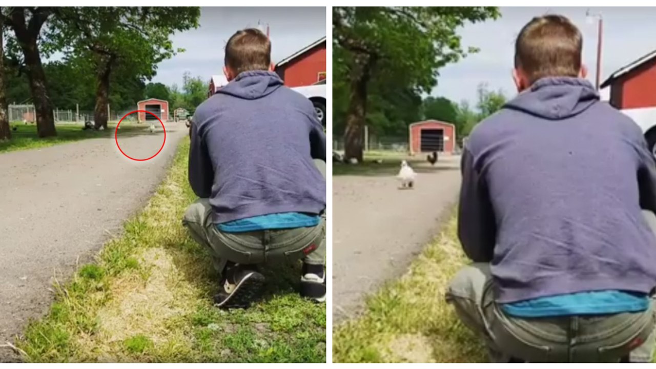 Jeden Tag rennt dieser Hahn zu seinem Retter, um gestreichelt zu werden