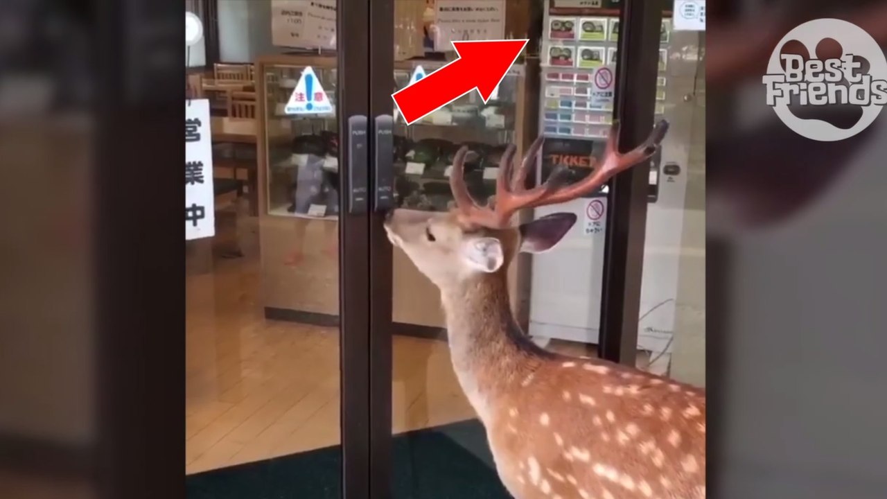 Dieser Hirsch wird von etwas ganz Bestimmtem im Supermarkt angezogen. Als er die Tür aufbekommt