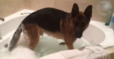 Dieser knuffige Schäferhund nimmt sein Schaumbad mit einem sehr lustigen Ritual!