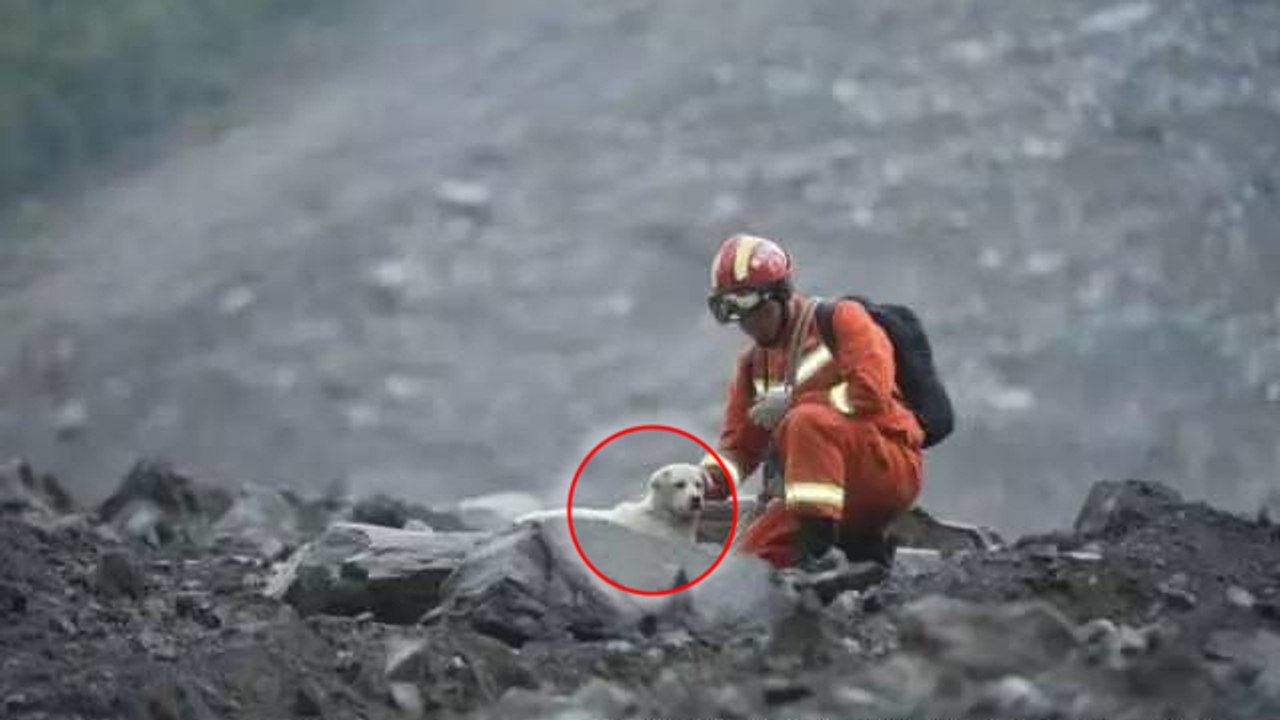 China: Ein Hund, der beim kürzlichen Erdrutsch im Schutt umherirrte, bewegt das Netz