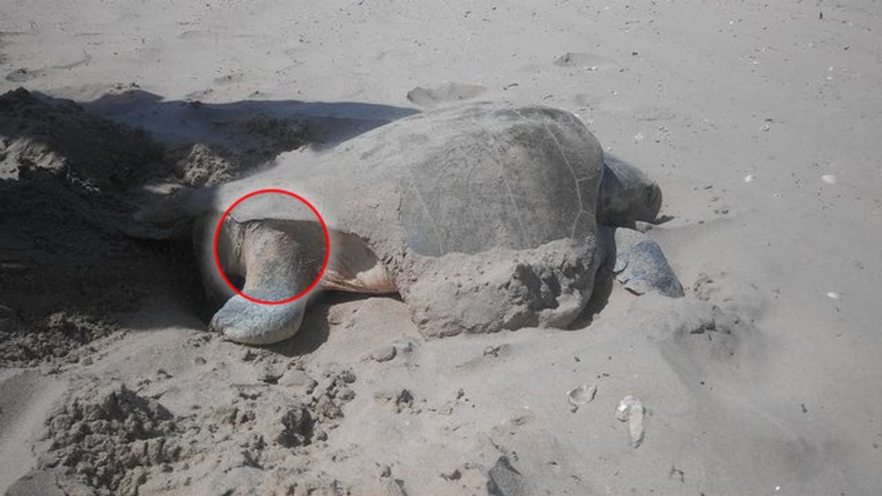 Ein mann hilft einer verletzten schildkröte beim ablegen ihrer eier