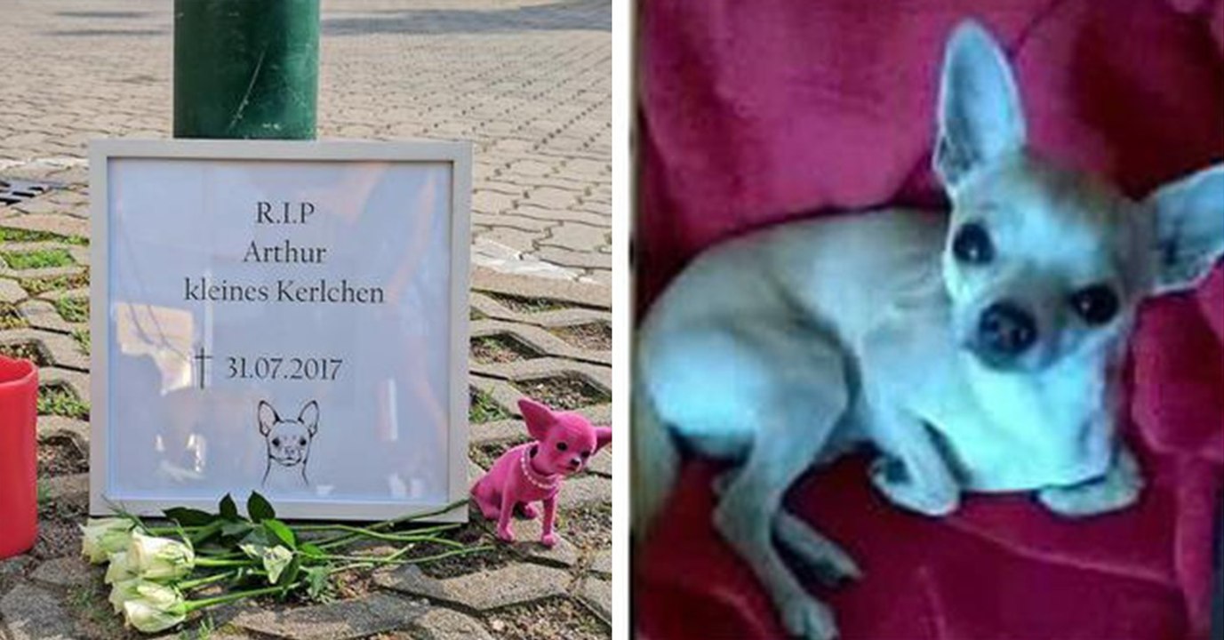 Menschliche Grausamheit: Kleines Kerlchen ist nicht mehr unter uns...