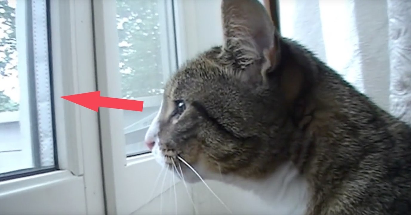 Ihre Reaktion, auf das, was die Katze auf ihrer Terrasse sieht, ist einfach herrlich!