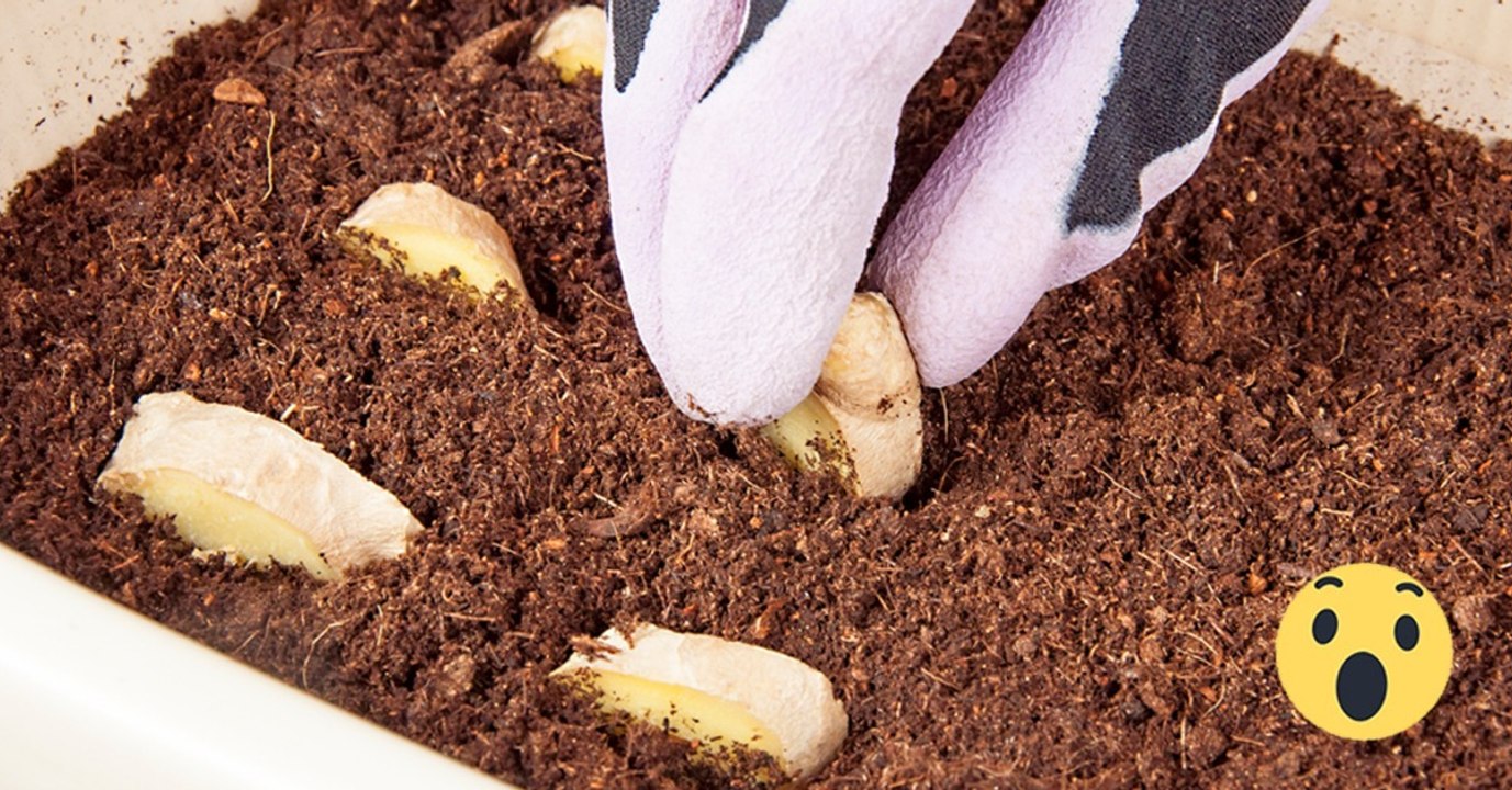 Ingwer selbst pflanzen: So bekommst du die gesunde Knolle!