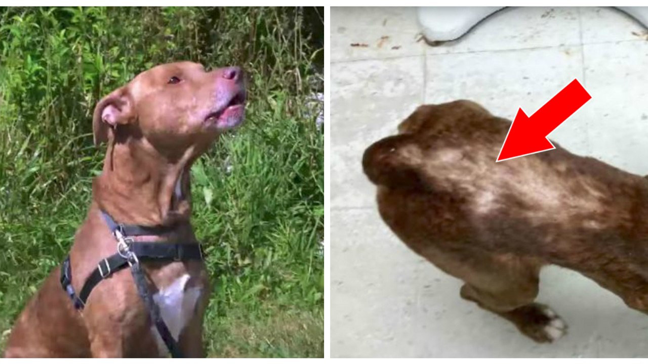 Eine Frau wird zu 8 Stunden auf einer Müllhalde verurteilt, weil sie ihren Hund misshandelt hat