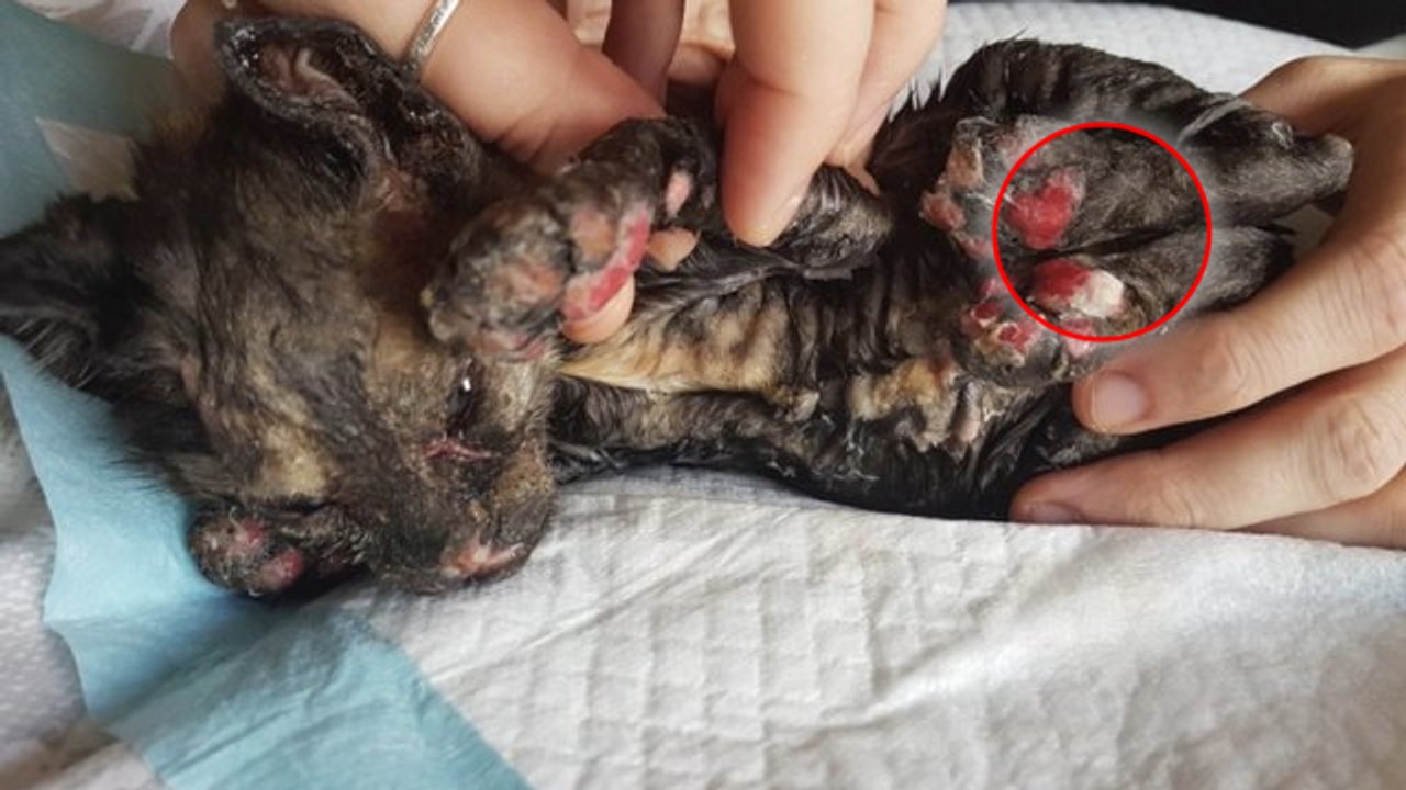 Nachbarn retten ein Kätzchen aus einem abgebrannten Haus