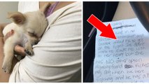 Ein Chihuahua wird auf einem Klo am Flughafen gefunden! Bei ihm war diese herzzerreißende Nachricht