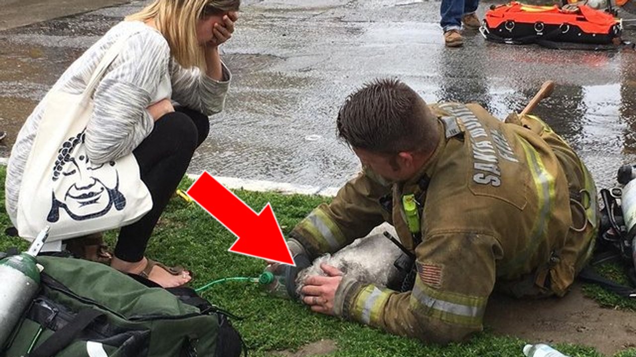 Ein feuerwehrmann versucht alles, um einen kleinen hund nach einem brand wiederzubeleben