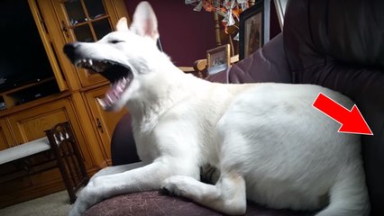 Die Hündin ist von ihrem eigenen Pups angeekelt!