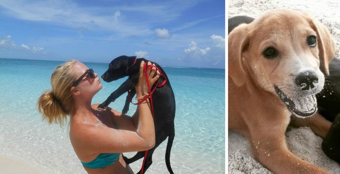 Auf dieser Insel in der Karibik kannst du dich in der Sonne aalen und den ganzen Tag mit süßen Welpen spielen!