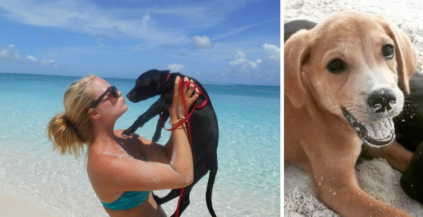 Auf dieser Insel in der Karibik kannst du dich in der Sonne aalen und den ganzen Tag mit süßen Welpen spielen!